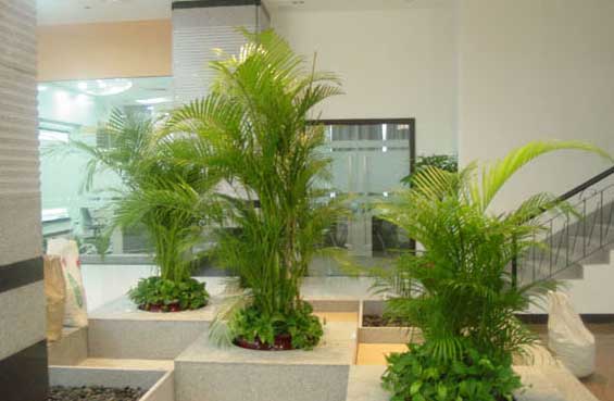 植物和鲜花布满您温馨的办公室